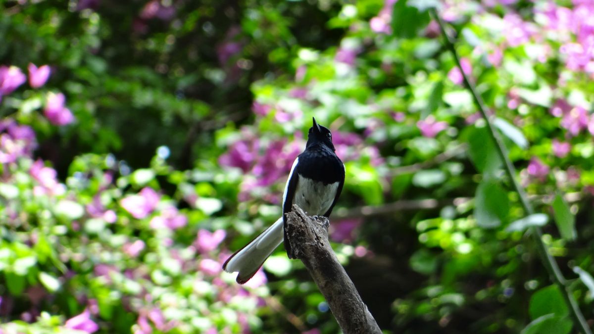 IndianRobin