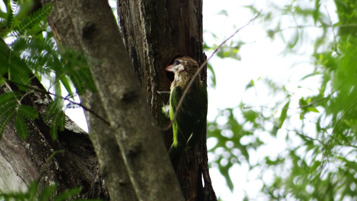 WhiteCheekedBarbet