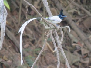 Asian Paradise Flycatcher