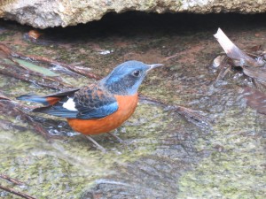 Blue-capped Rock Thrush