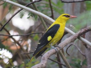 Indian Golden Oriole