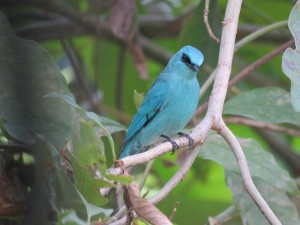 Verditer Flycatcher