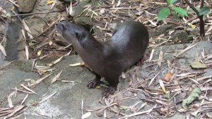 Smooth Coated Otter