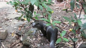 Smooth Coated Otter