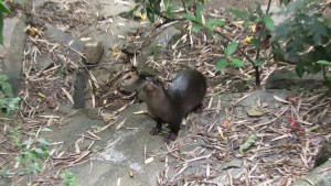 Smooth Coated Otter