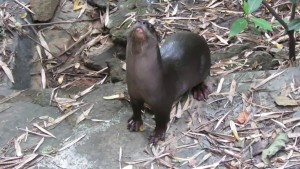 Smooth Coated Otter