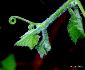 Tendril Art