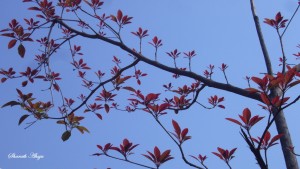 Still Life - Leaves