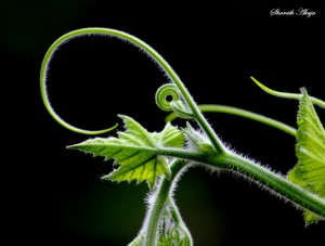 Tendril Art 