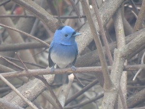 Black-naped Monarch Flycatcher