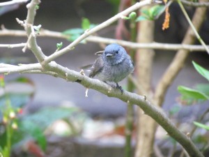 Black-naped Monarch Flycatcher (Female)