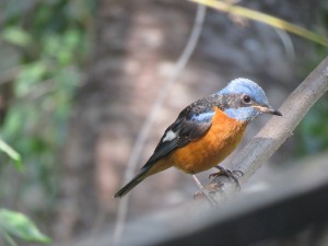 Blue-capped Rock Thrush(Female)