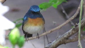 Blue throated Blue Flycatcher