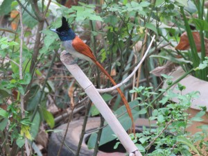 Indian Paradise Flycatcher (Rufous)