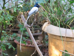 Indian Paradise Flycatcher (White)