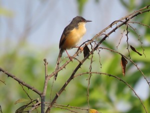 Ashy Prinia