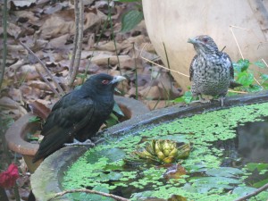 Asian Koel male %28black%29 and female