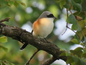 Bay-backed Cuckoo shrike