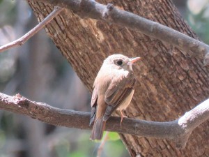 Brown-breasted Flycatcher