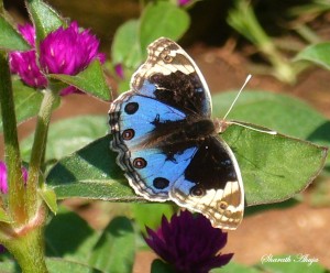 BLUE PANSY BUTTERFLY