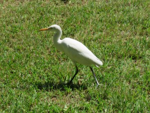 Cattle Egret