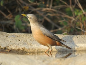 Chestnut-tailed Starling