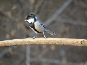 Cinerous Tit