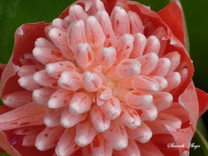 Orange Delight : Taken at IISc's Horticultural Nursery